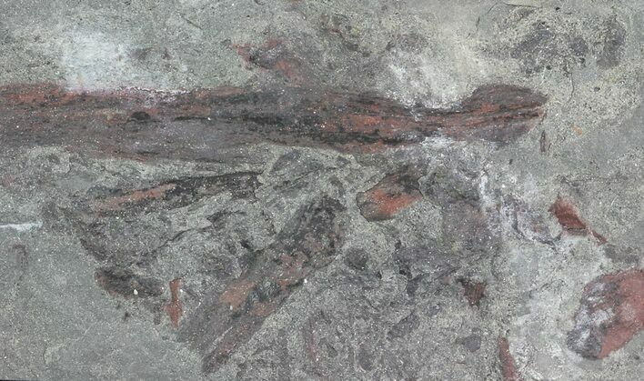 Early Devonian Plant Fossils (Zosterophyllum) - Scotland #66680